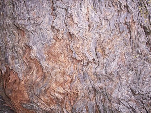 California Redwood Bark