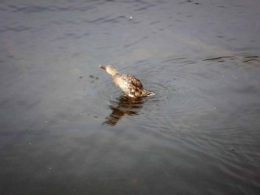 Duck Taking Flight