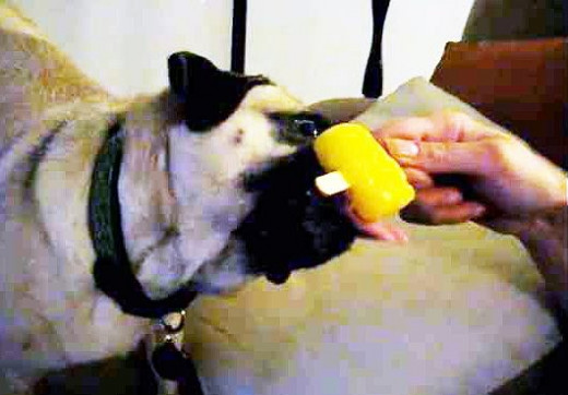 Dog eating popsicle