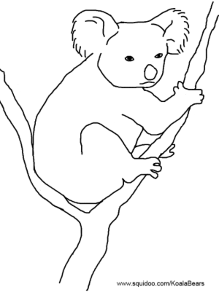 Download Koala Bears Facts | hubpages