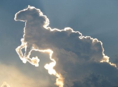 Feeling a Little Horse - Yes, This is a Real Non-Manipulated Photo
