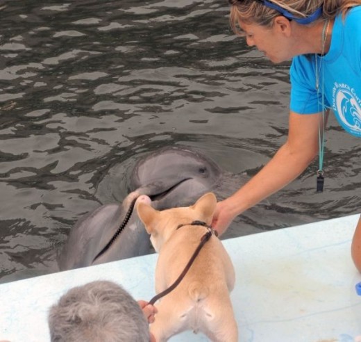 Teddy (with the help of Trainer Linda) checks out the dolphins.