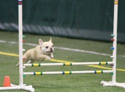 Teddy in agility