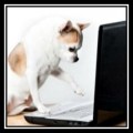 Is Dog Clicker Training for You?