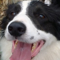 A Border Collie Day
