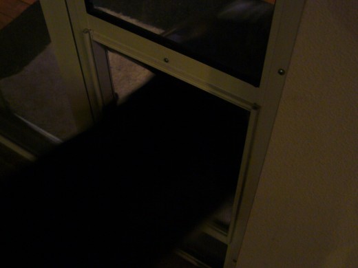 6:35 am - Time to use the Doggie Door to Go Outside