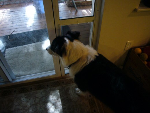 7:15 am- Time to go back outside and check for squirrels