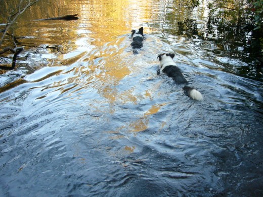 Tim and Skye swimming in the pond at the dog park