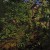 Abbott Thayer's "Peacock in the Woods" capitalizes on the way our natural world can create an illusion of a creature's absence. Abbott Thayer's "Peacock in the Woods" capitalizes on the way our natural world can create an illusion of a creature's absence.