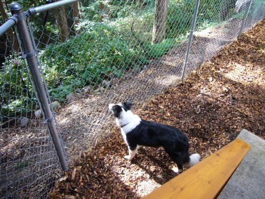 3:30 pm - I thought I heard a squirrel!