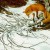 One of my favorite (and still missing from my collection!) artworks of Bev Doolittle. Do you see the arrow that forced the fox to lunge back? This work is available from her authorized gallery, www.artifactsgallery.com. (Click on her name above to se One of my favorite (and still missing from my collection!) artworks of Bev Doolittle. Do you see the arrow that forced the fox to lunge back? This work is available from her authorized gallery, www.artifactsgallery.com. (Click on her name above to se