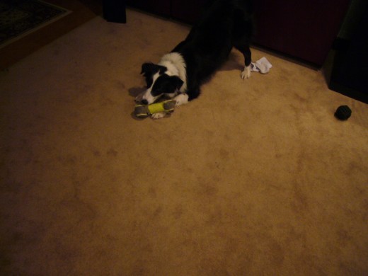 5pm - Tim Plays with his Favorite Toy