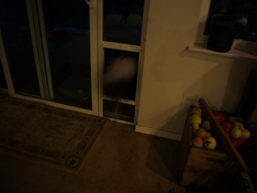 6 pm - Out the Doggie Door on evening squirrel patrol