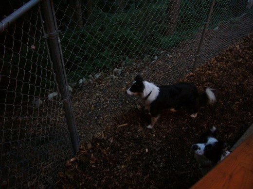 Evening Squirrel Patrol