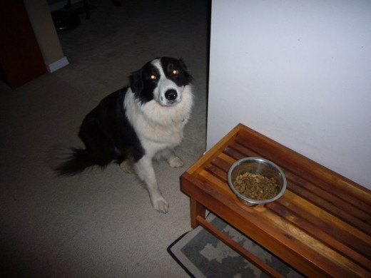 Tim waiting for the ok to eat his dinner