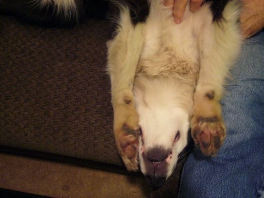 8 pm - Tim upside down enjoying some attention
