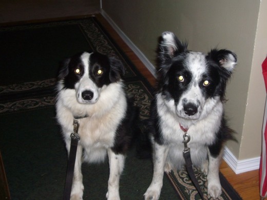 9 pm - Tim and Skye waiting to go on their evening walk before bedtime