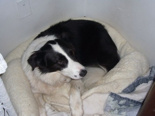 10 pm - Tim in his bed in the corner of our bedroom