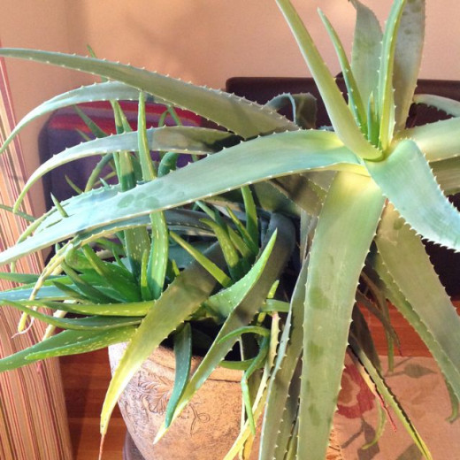 the out-of-control aloe vera, photographed by Relache
