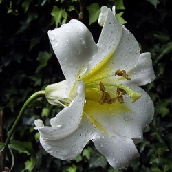 Lilium sargentiae flora