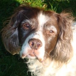 My dog Saffy, a springer spaniel who used to love chasing balls.