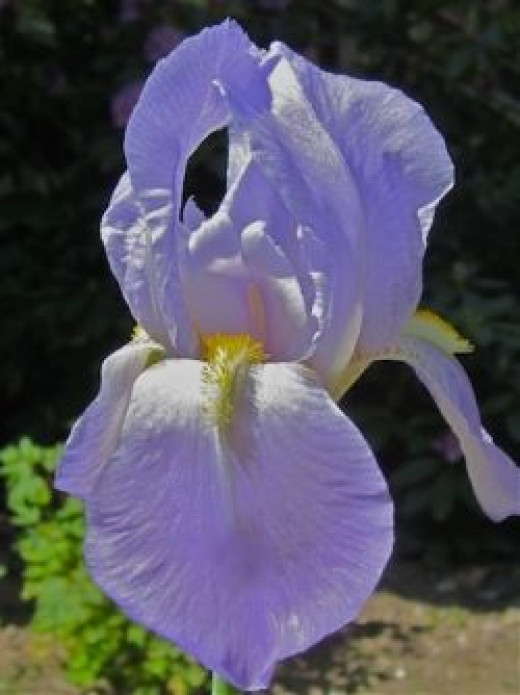 My Victorian Garden: Growing Heirloom Bearded Iris | HubPages