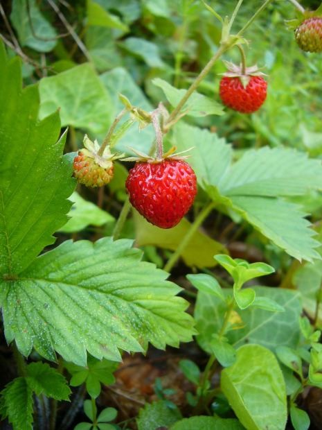 Strawberries growing in a garden