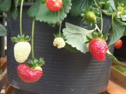 growing strawberries in a pot