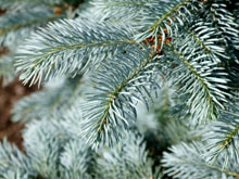 Blue Spruce evergreen tree