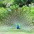 There are many peacocks wandering around the Cliff Grounds