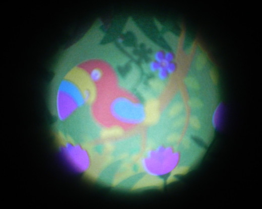 Jungle projection lens, cute little Toucan