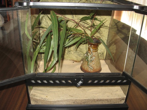 Terranium for pet walking stick insects