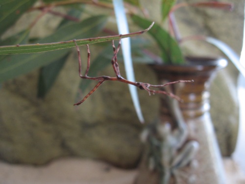 caring for you pet stick insect