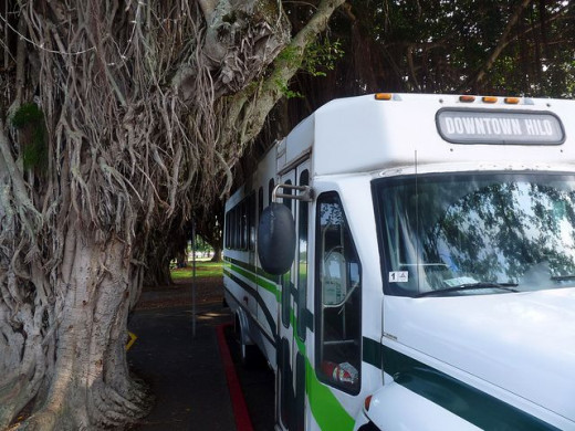  Banyan Tree Bus Stop, Hilo, Hawaii  