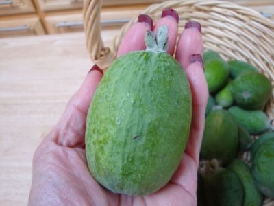 "Edenvale Supreme" feijoa from Edenvale Nurseries ripens in November and likes the cool coastal areas of California.