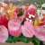 Pink Anthurium Display from the Hilo Farmer's Market