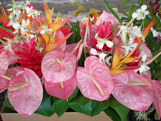 Pink Anthurium Display from the Hilo Farmer's Market