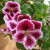 Martha Washington Pelargonium