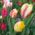 Lollipop variegated tulips