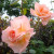 Peach colored hybrid roses