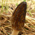 Black morels (morchella conica or morchella esculenta - taxonomy of morels can be tricky!) are safe to eat when cooked. Photo by Jason Hollinger licensed by CC 2.0. Black morels (morchella conica or morchella esculenta - taxonomy of morels can be tricky!) are safe to eat when cooked. Photo by Jason Hollinger licensed by CC 2.0.