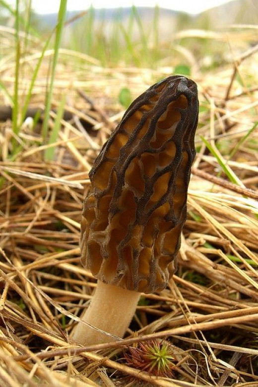 Morel Morsels Yum!