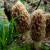 Greg at Flickr provides another view of goldens, these much smaller. Goldens may also be called "blonds." CC 2.0 license. Greg at Flickr provides another view of goldens, these much smaller. Goldens may also be called "blonds." CC 2.0 license.