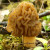 Verpa bohemia is considered by some to be edible, but has been known to cause serious problems in some people. This photo by Jason Hollinger shows how similar it looks to a morel. Photo available at Wikipedia under CC license. Verpa bohemia is considered by some to be edible, but has been known to cause serious problems in some people. This photo by Jason Hollinger shows how similar it looks to a morel. Photo available at Wikipedia under CC license.
