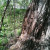 Half a dozen or so of those blonds were found near the base of this tree. Half a dozen or so of those blonds were found near the base of this tree.