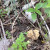 This golden morel was just sprouting. Notice how it's still folded? This golden morel was just sprouting. Notice how it's still folded?