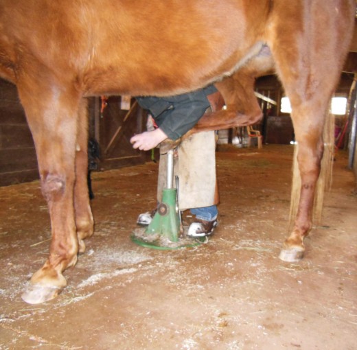 This stand holds the horse's foot up so the farrier can work on it easier. 