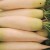 DAIKON DAIKON