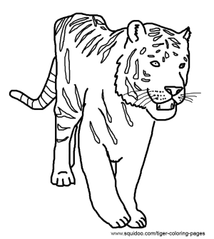 Realistic tiger coloring pages
