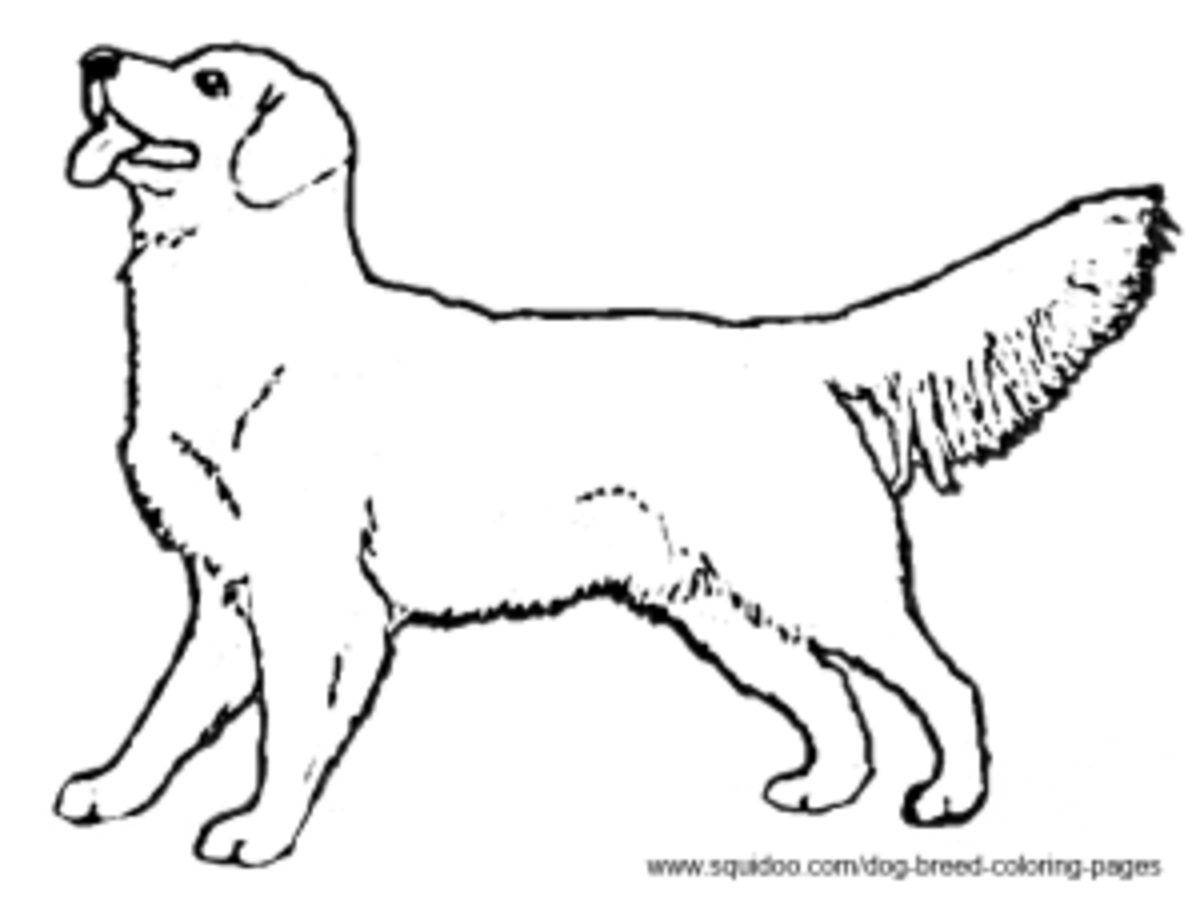Dog Breed Coloring Pages HubPages